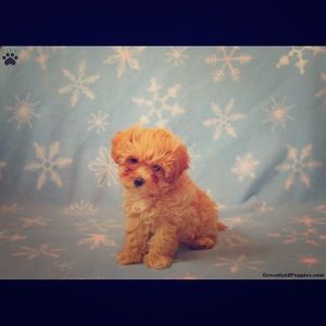 Meet your Posher, Mi